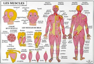 Carte du corps humain - Devis sur Techni-Contact.com - 2