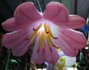 Fleur gonflable géante lumineuse - Devis sur Techni-Contact.com - 1
