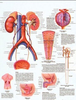 Planche anatomique de l'appareil urinaire - Devis sur Techni-Contact.com - 1
