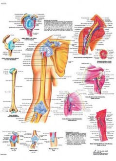 Planche anatomique de l'épaule et du coude - Devis sur Techni-Contact.com - 1
