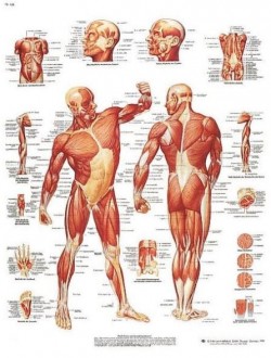 Planche anatomique de la musculature humaine - Devis sur Techni-Contact.com - 1