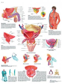 Planche anatomique de la prostate - Devis sur Techni-Contact.com - 1