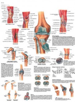 Planche anatomique du genou - Devis sur Techni-Contact.com - 1
