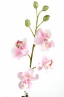 Plante fleurie phalaenopsis semi naturelle - Devis sur Techni-Contact.com - 1