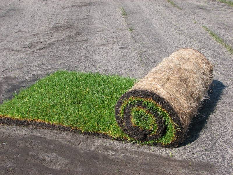 Gazon naturel en rouleau Devis sur TechniContact Pelouse pour