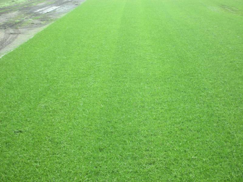 Gazon naturel en rouleau Devis sur TechniContact Pelouse pour