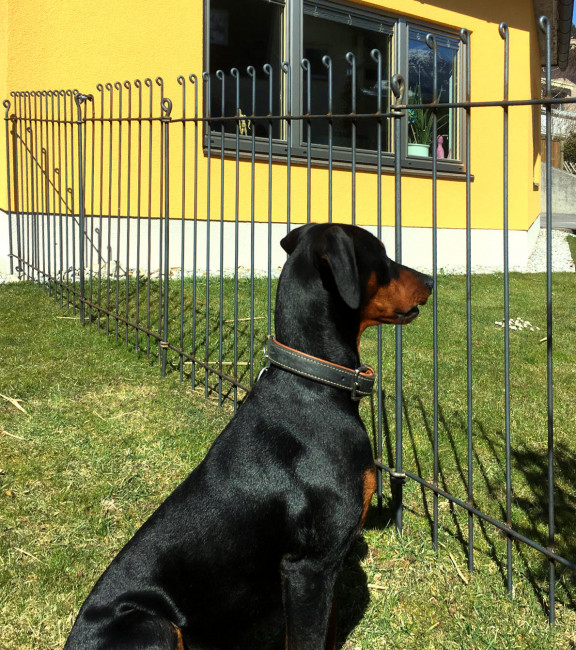 Clôture pour chiens et jardin : Devis sur Techni-Contact - Grilles en métal  clôture à emboîter