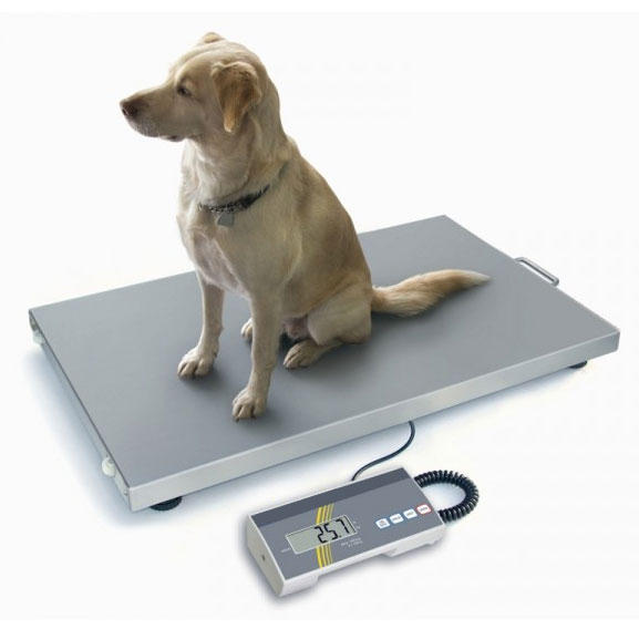Balance numérique pour animaux de compagnie pour chiens, plate