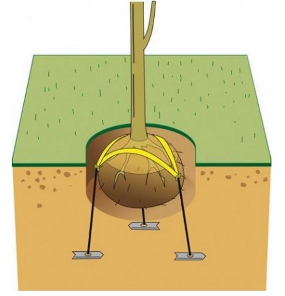 Manchon protection arbre : Devis sur Techni-Contact - Protection tronc d' arbre